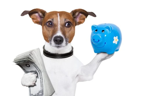 Propietario de perro revisando cotizaciones de seguro de mascotas